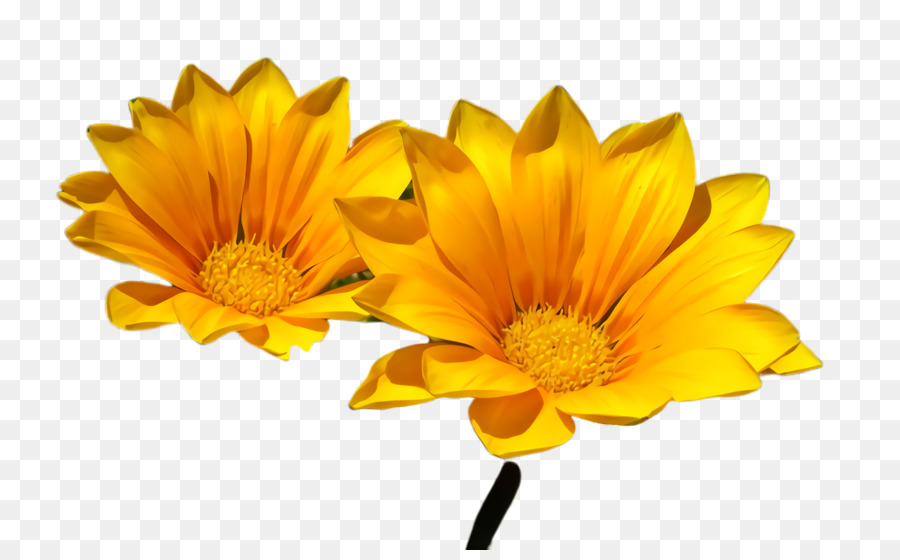 Flor，Amarillo PNG