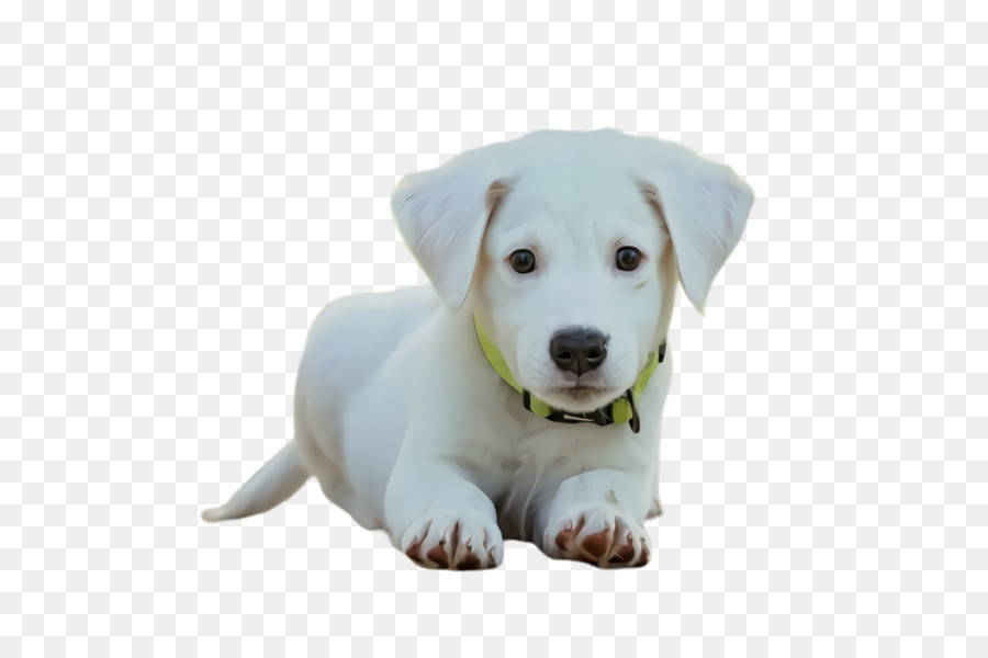 Perro，Raza De Perro PNG