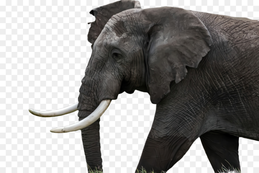 Elefante，Elefantes Y Mamuts PNG