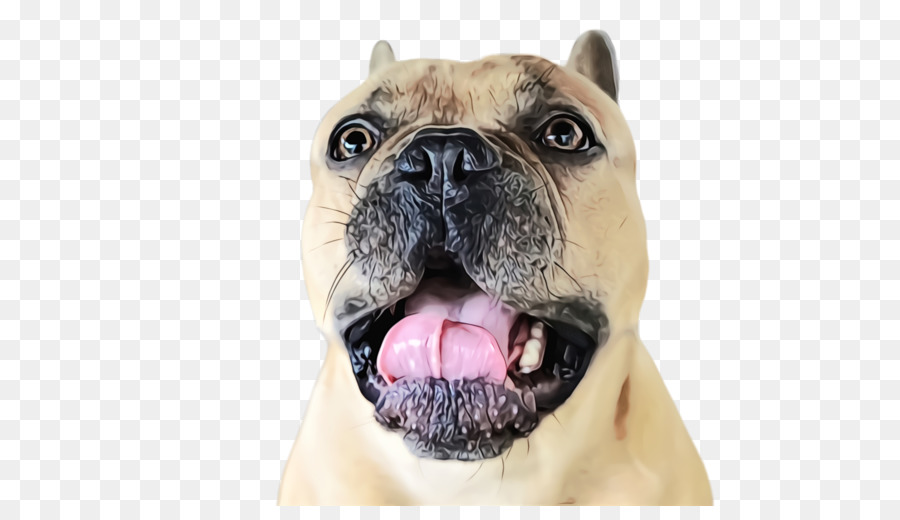 Perro，Raza De Perro PNG