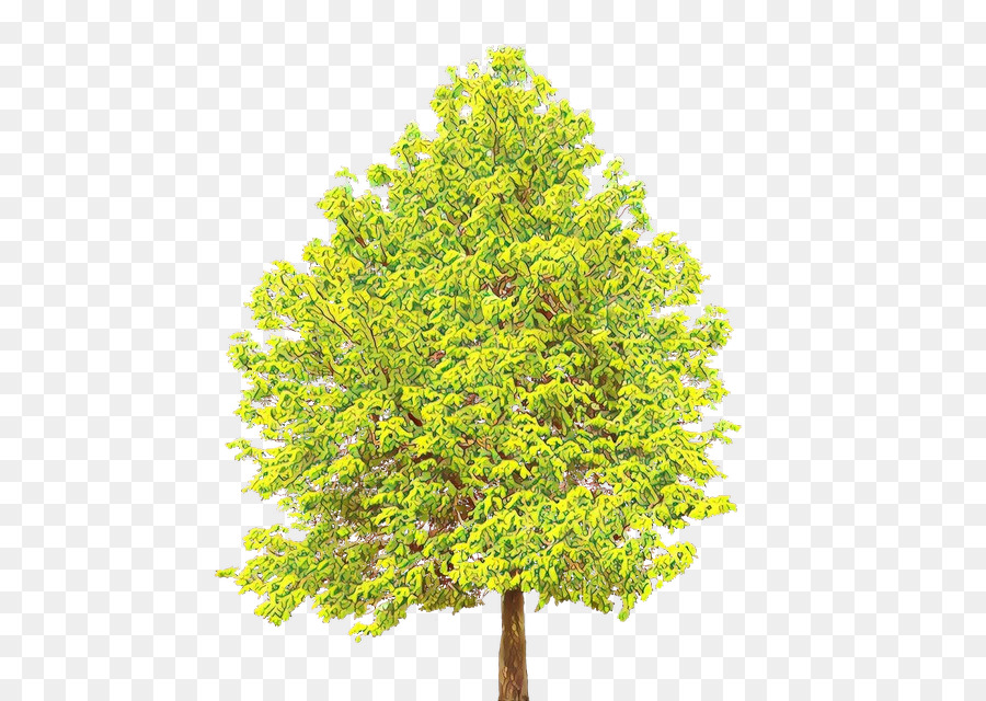 árbol，Planta PNG