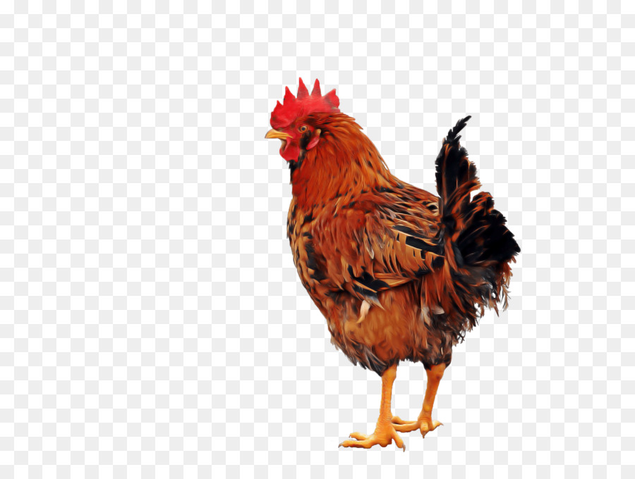 Aves，Pollo PNG