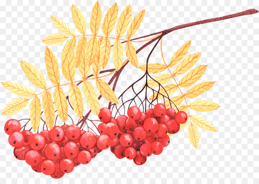 Frutos Rojos，Hojas PNG