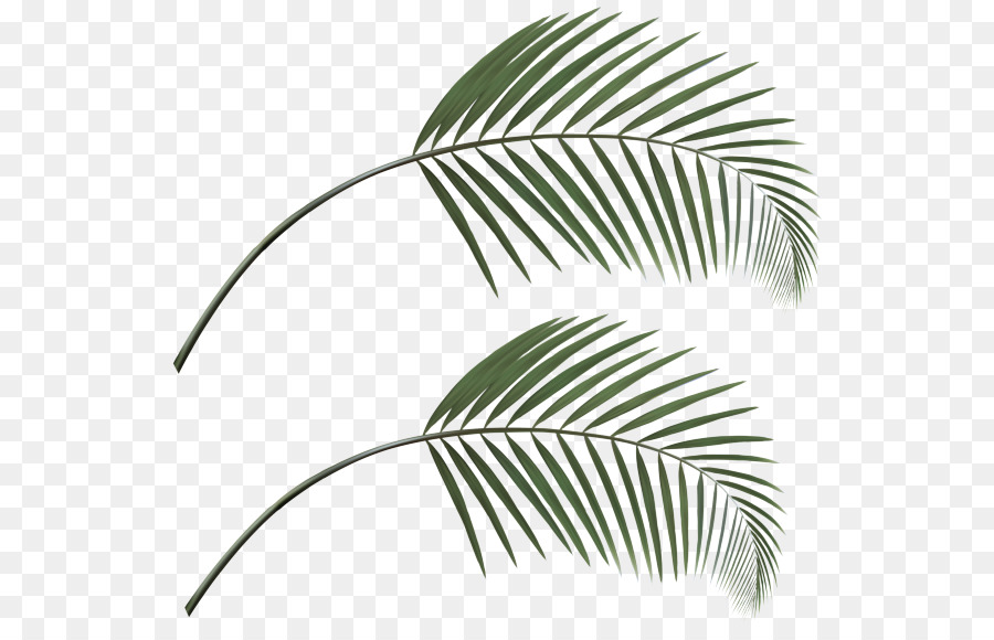 Hoja，Árbol PNG