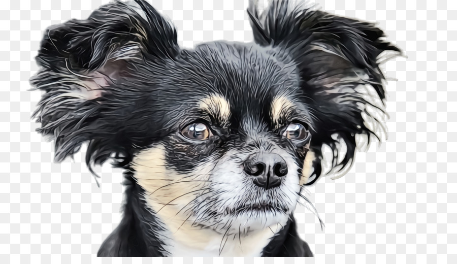 Perro，Raza De Perro PNG