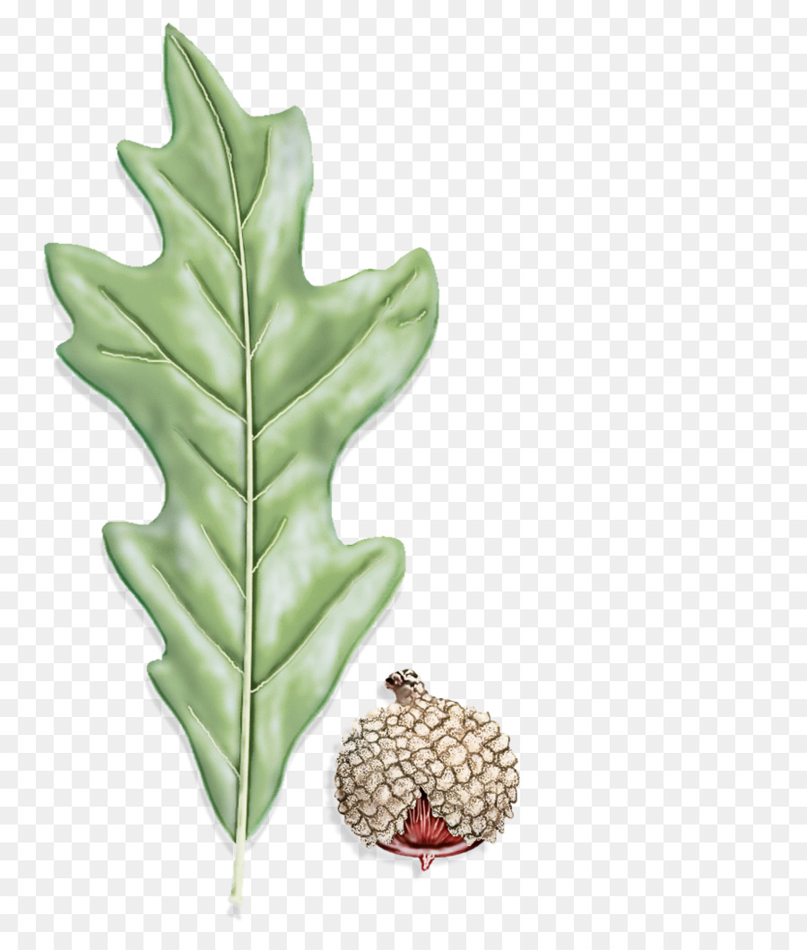 Hoja，Planta PNG