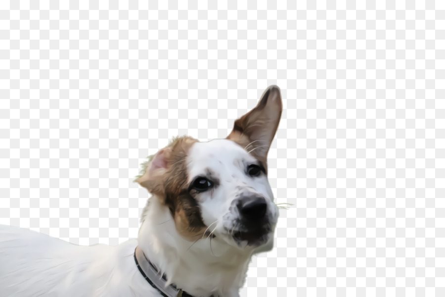 Raza De Perro，Perro PNG