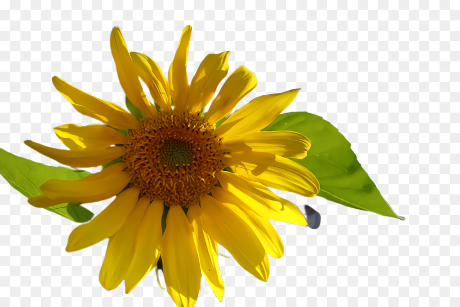 Girasol，Amarillo PNG