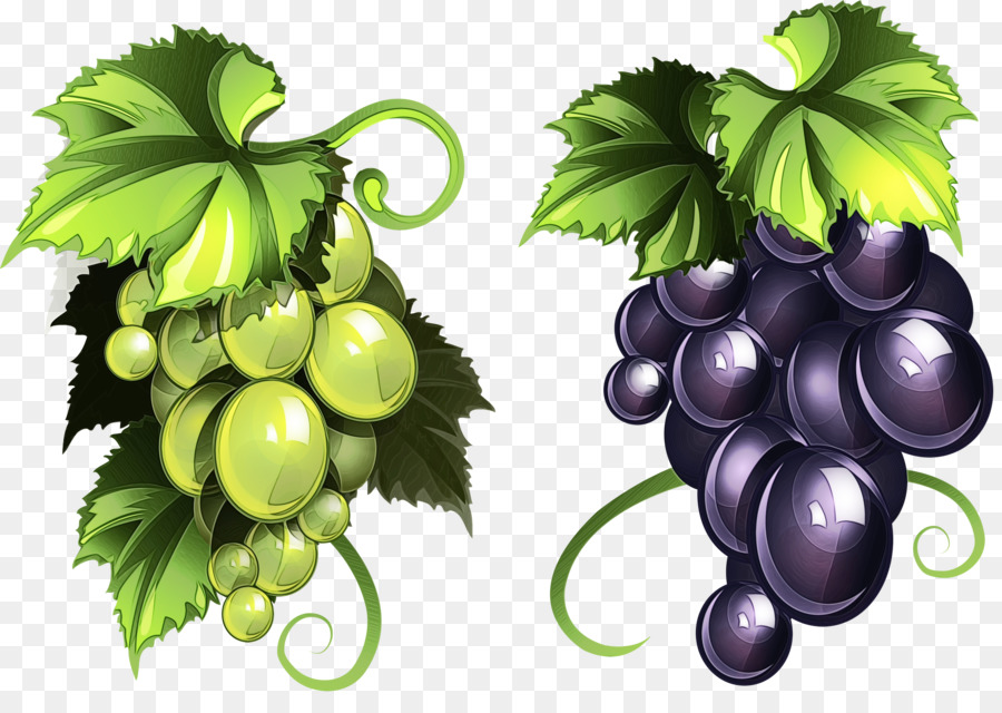 Uvas，Enredadera PNG