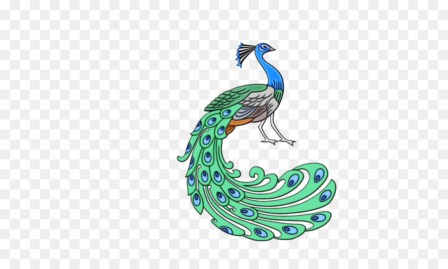 Pavo Real，Pluma PNG