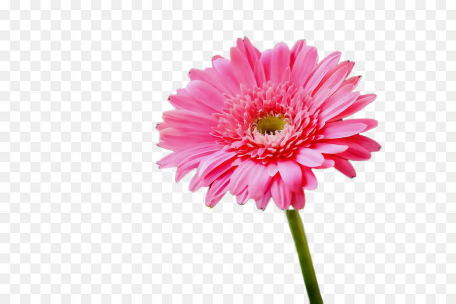 Flor Rosa，Florecer PNG