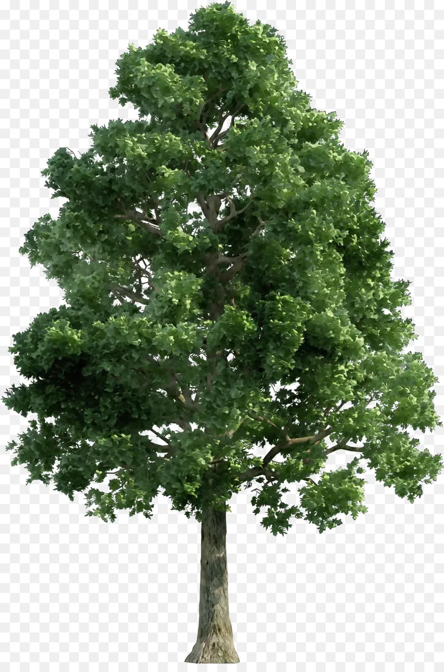 árbol，Planta PNG