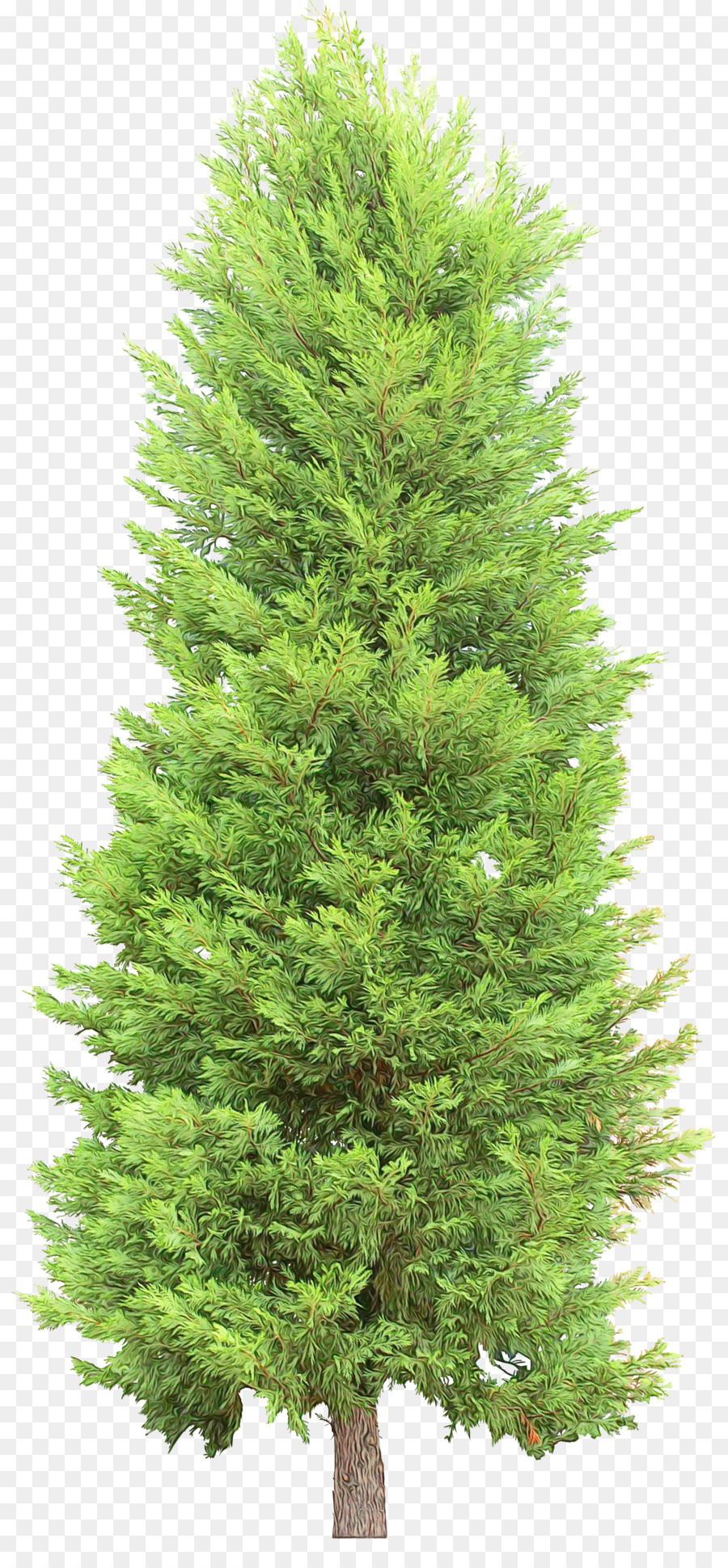 Árbol，Shortleaf Abeto Negro PNG