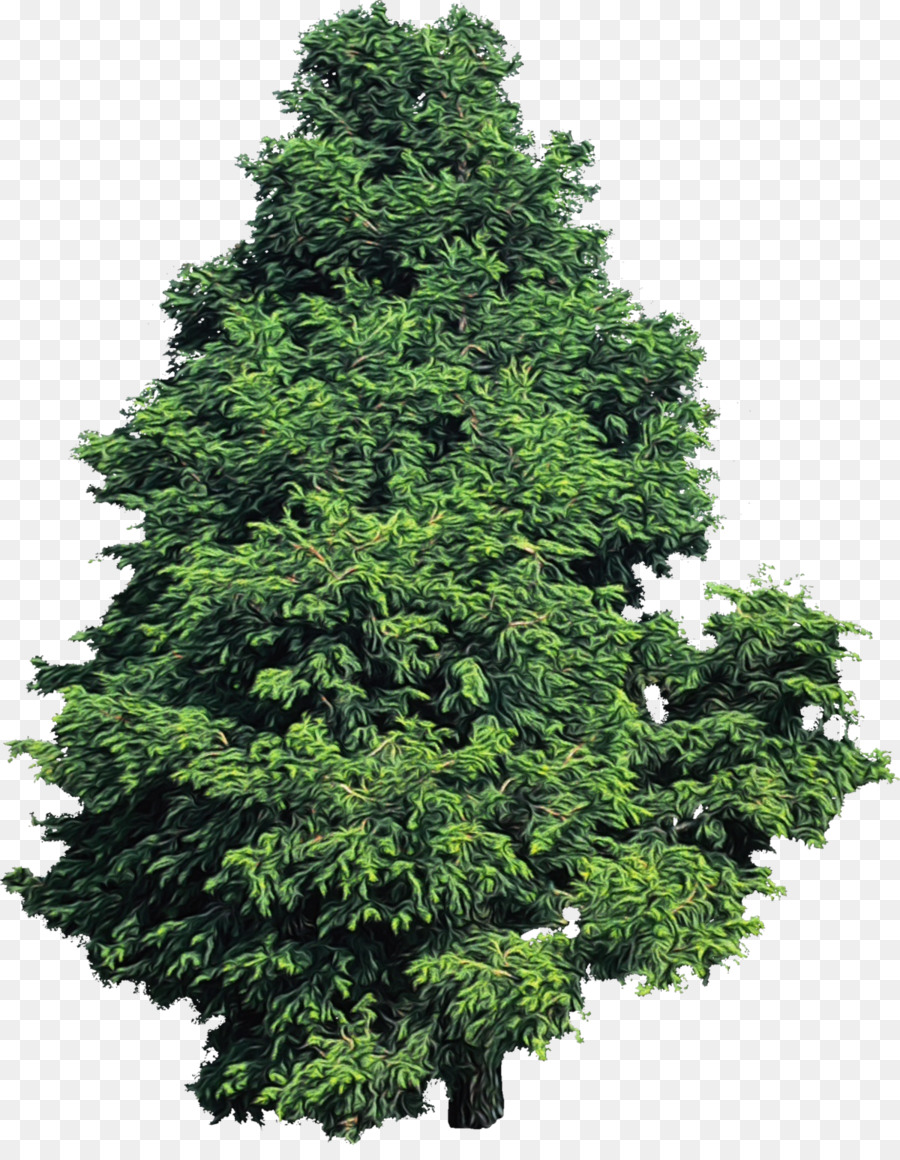 Árbol，Amarillo Fir PNG