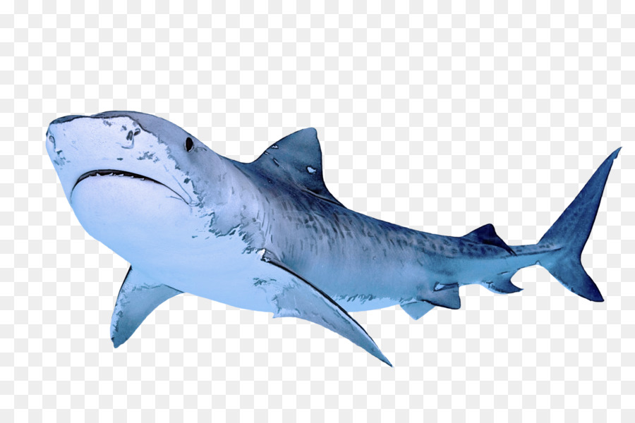 Pez，Tiburón PNG