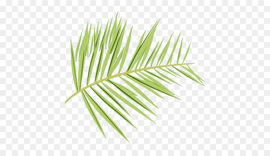 Amarillo Fir，Hoja PNG