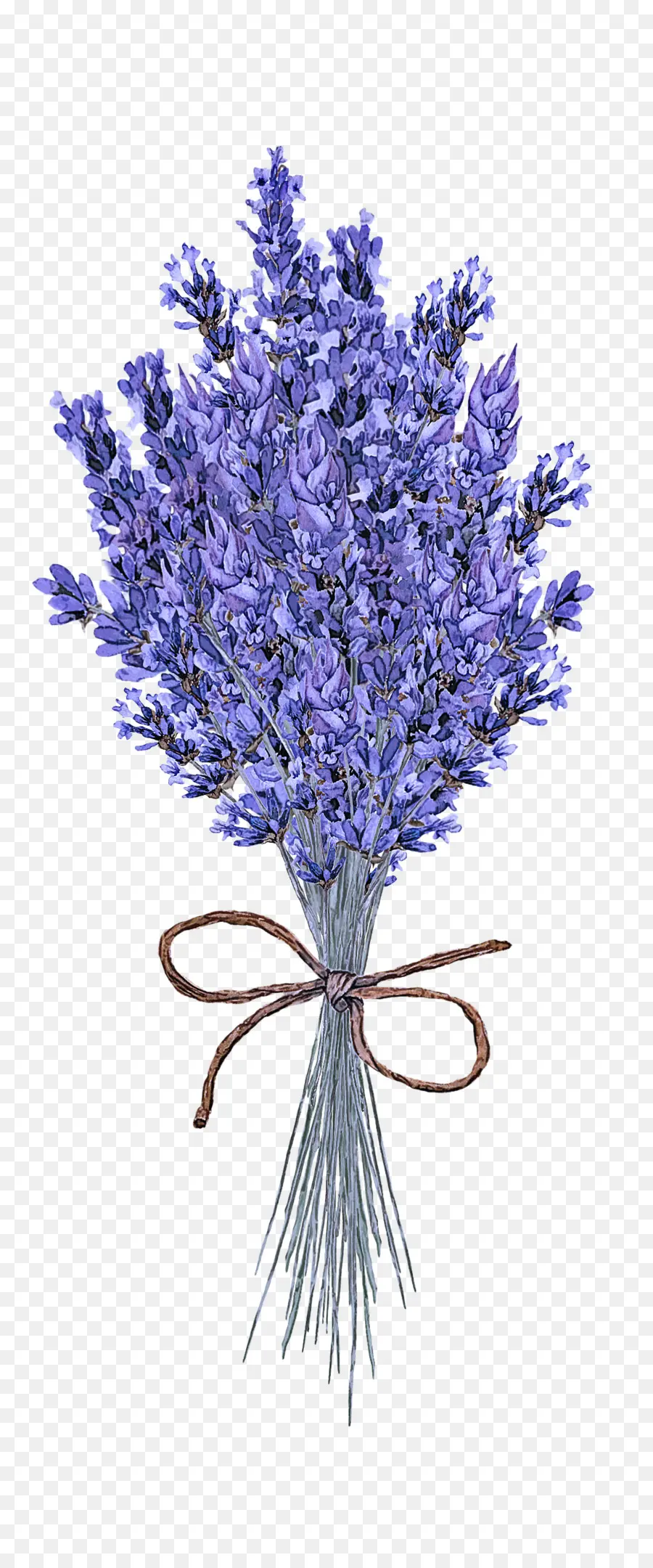 Flor，Lavanda PNG