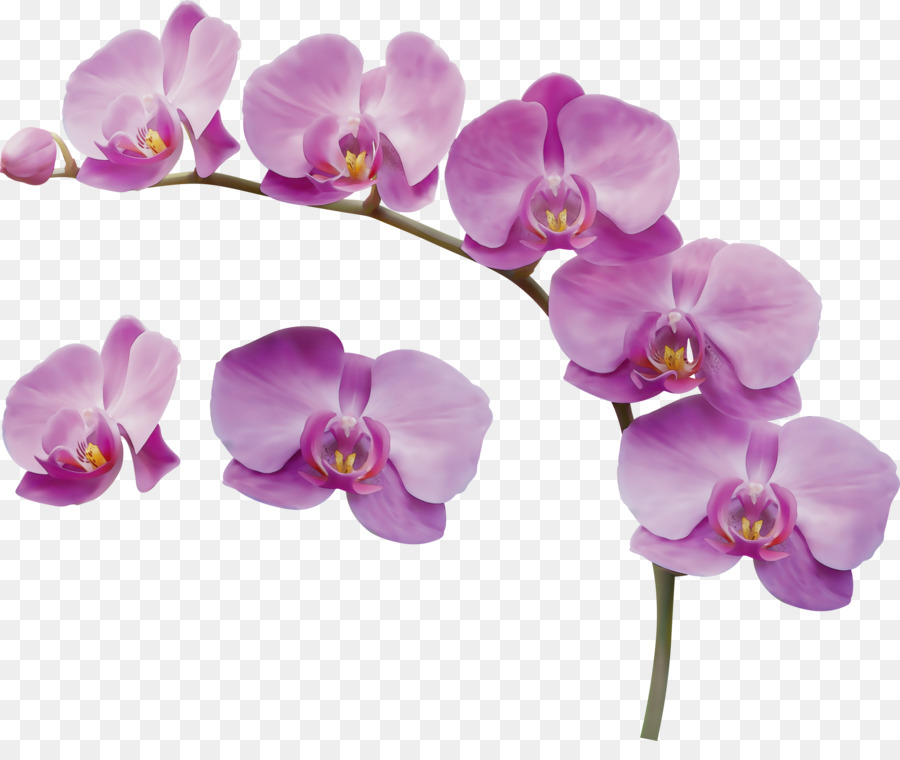 Flores De Orquídeas Moradas，Orquídea PNG