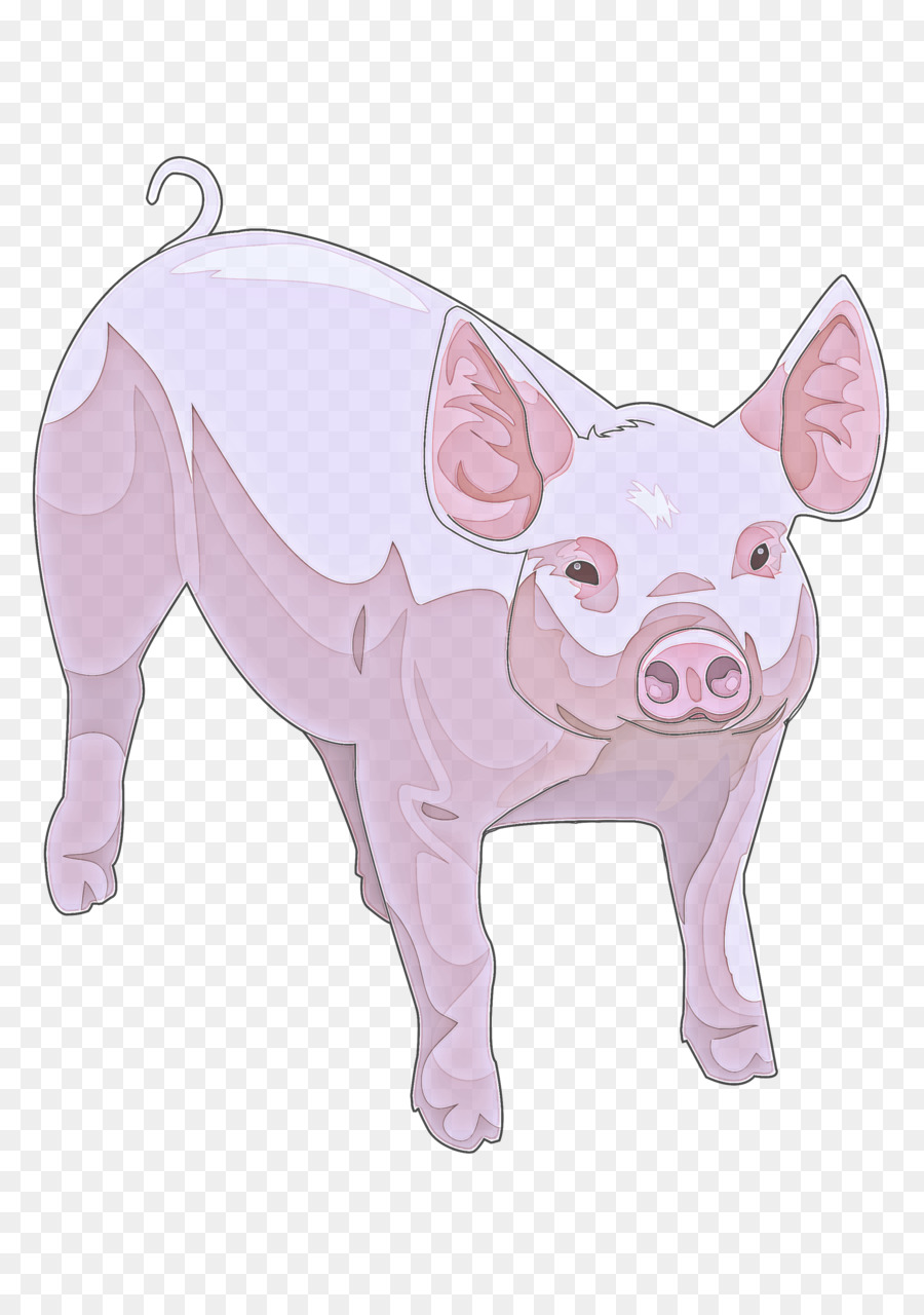 Cerdo Doméstico，Suidae PNG
