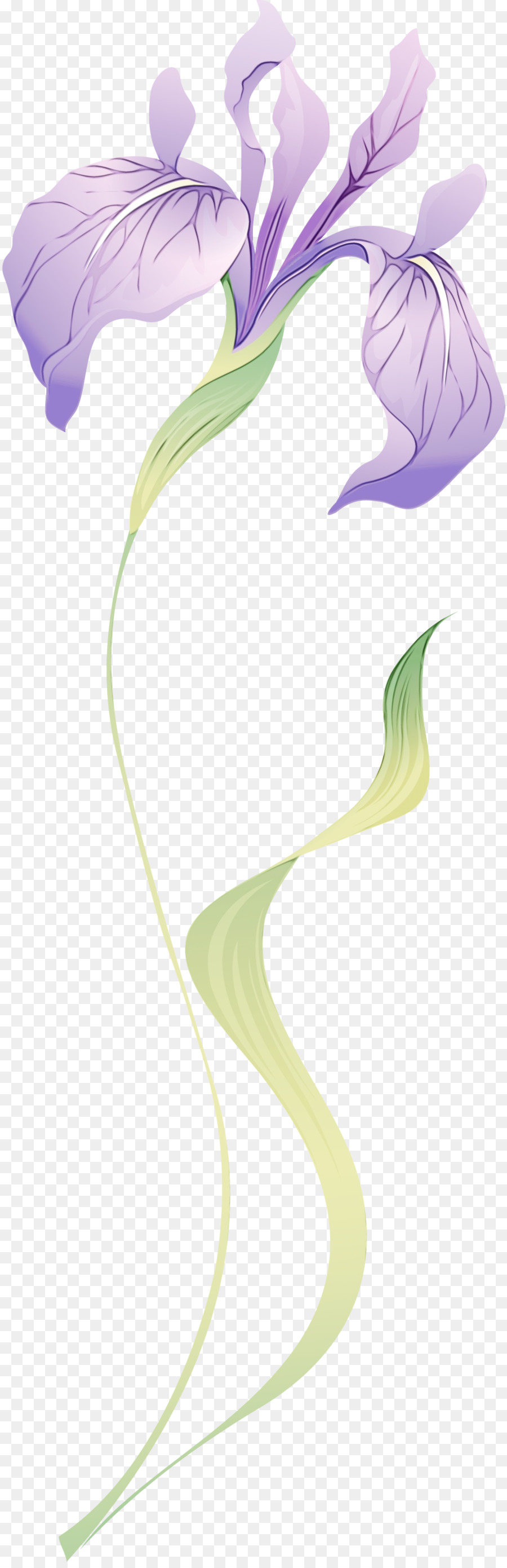 Blanco Gigante Arum Lily，Arum PNG