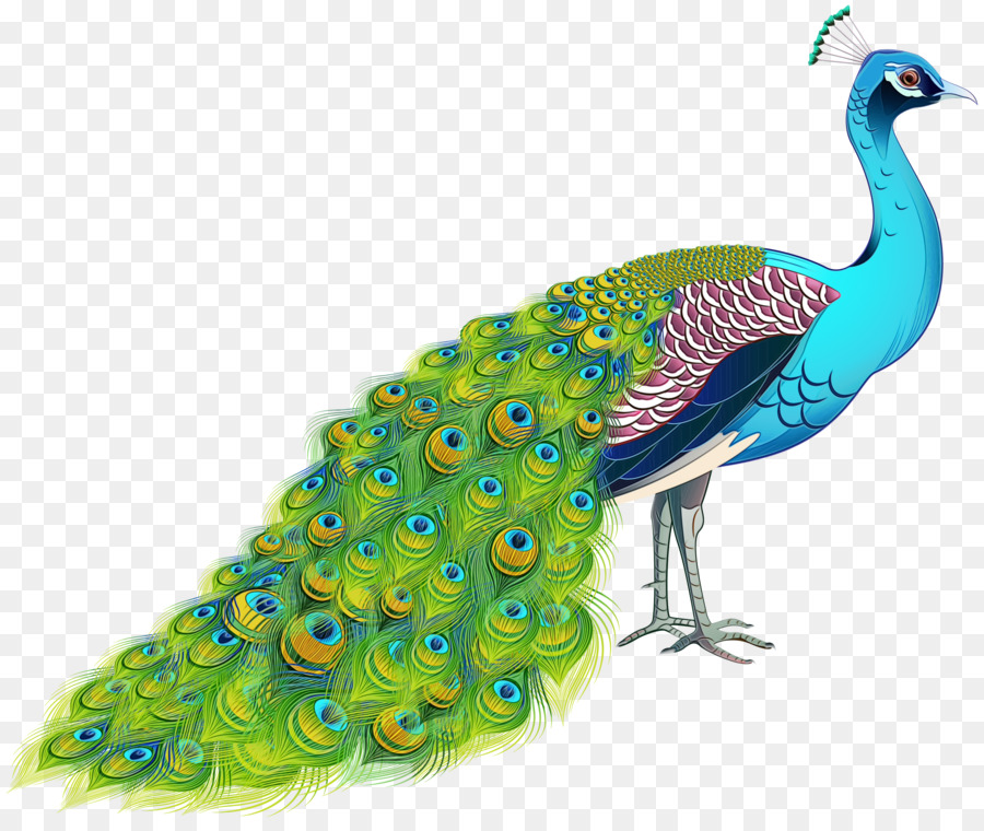 Pavo Real，Pájaro PNG