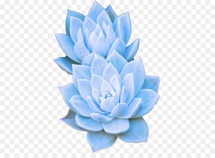 Suculenta Azul，Flor PNG