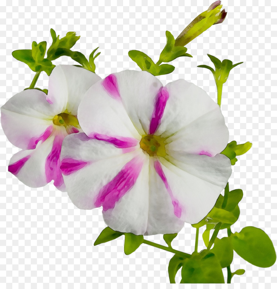 Flor，Pétalo PNG