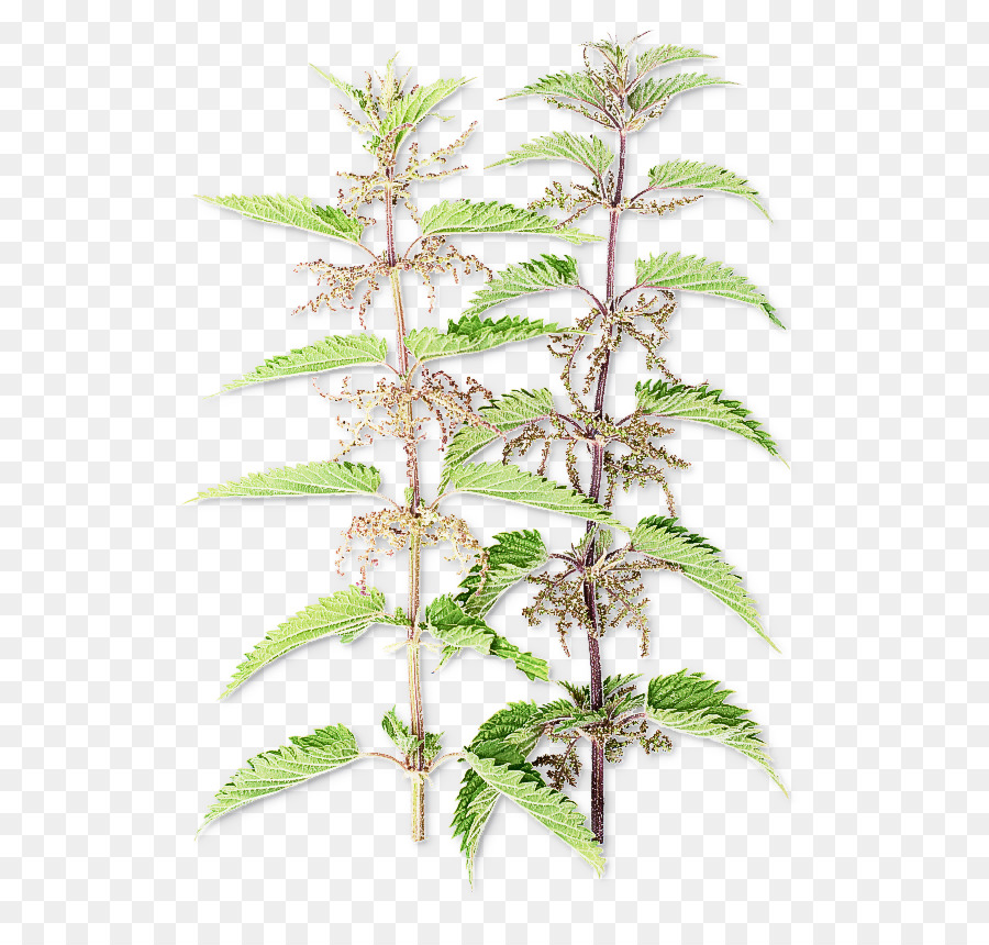 Planta Verde，Hojas PNG