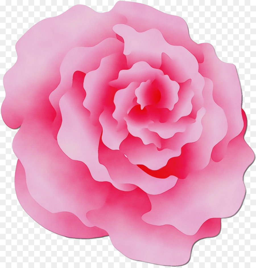 Rosa，Pétalo PNG