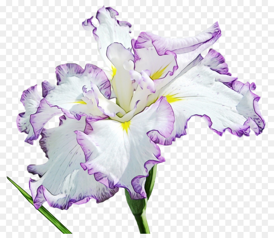 Flor Morada Y Blanca，Florecer PNG