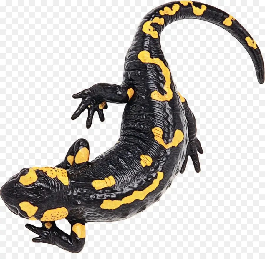 Salamandra，Cierto Salamandras Y Tritones PNG