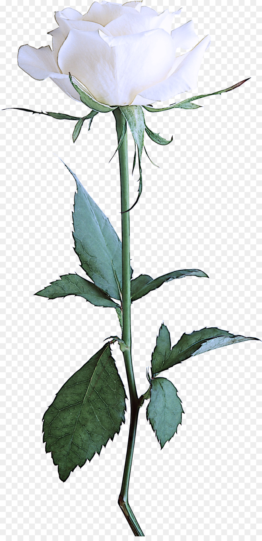 Rosa Blanca，Provenir PNG