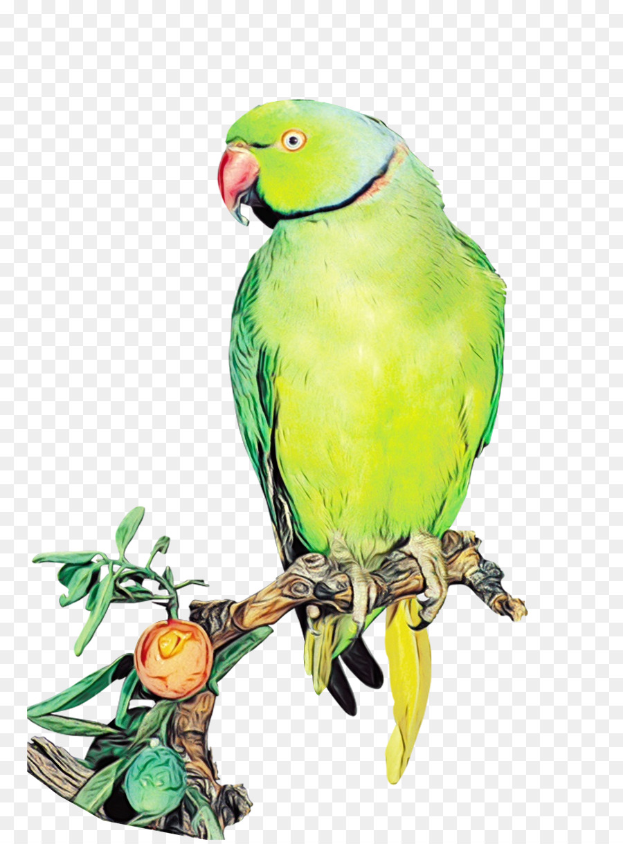 Pájaro，Loro PNG