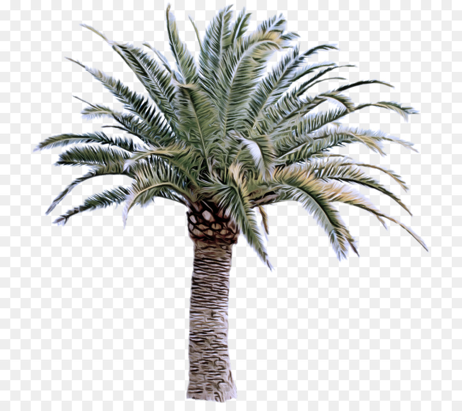 Palmera，Tropical PNG