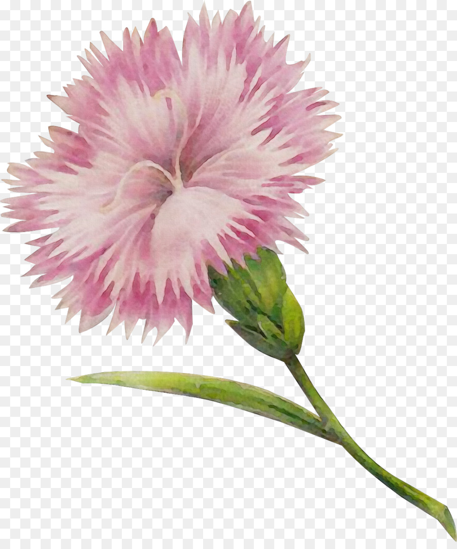 Flor Rosa，Florecer PNG