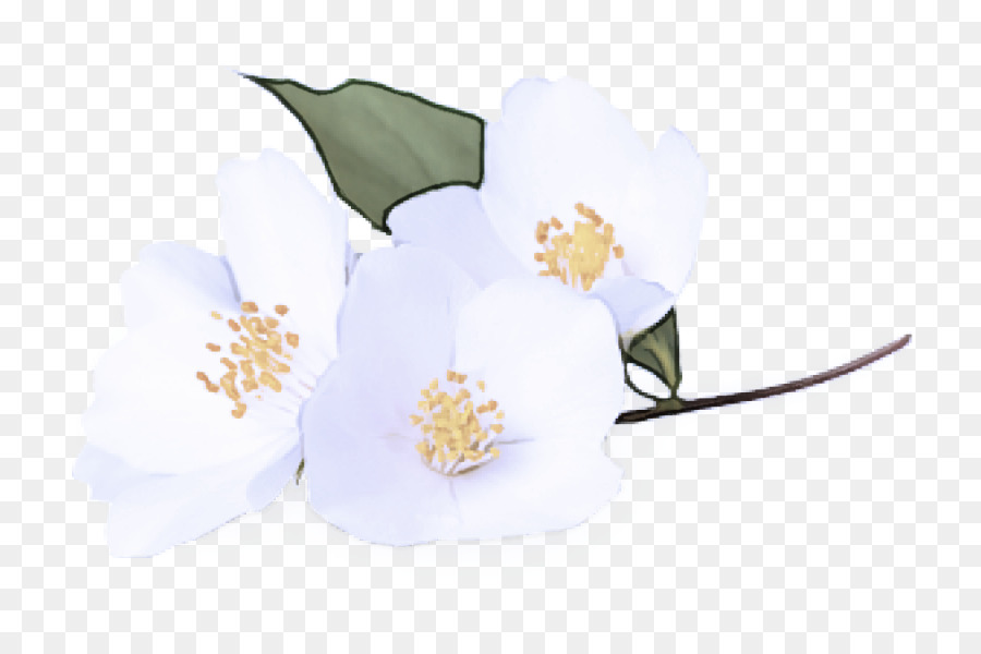 Blanco，Flor PNG