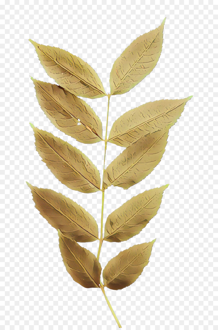 Hoja，Planta PNG