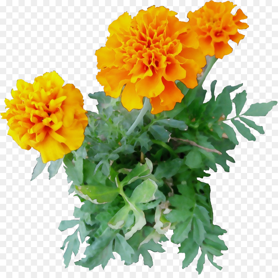 Flores De Caléndula，Naranja PNG