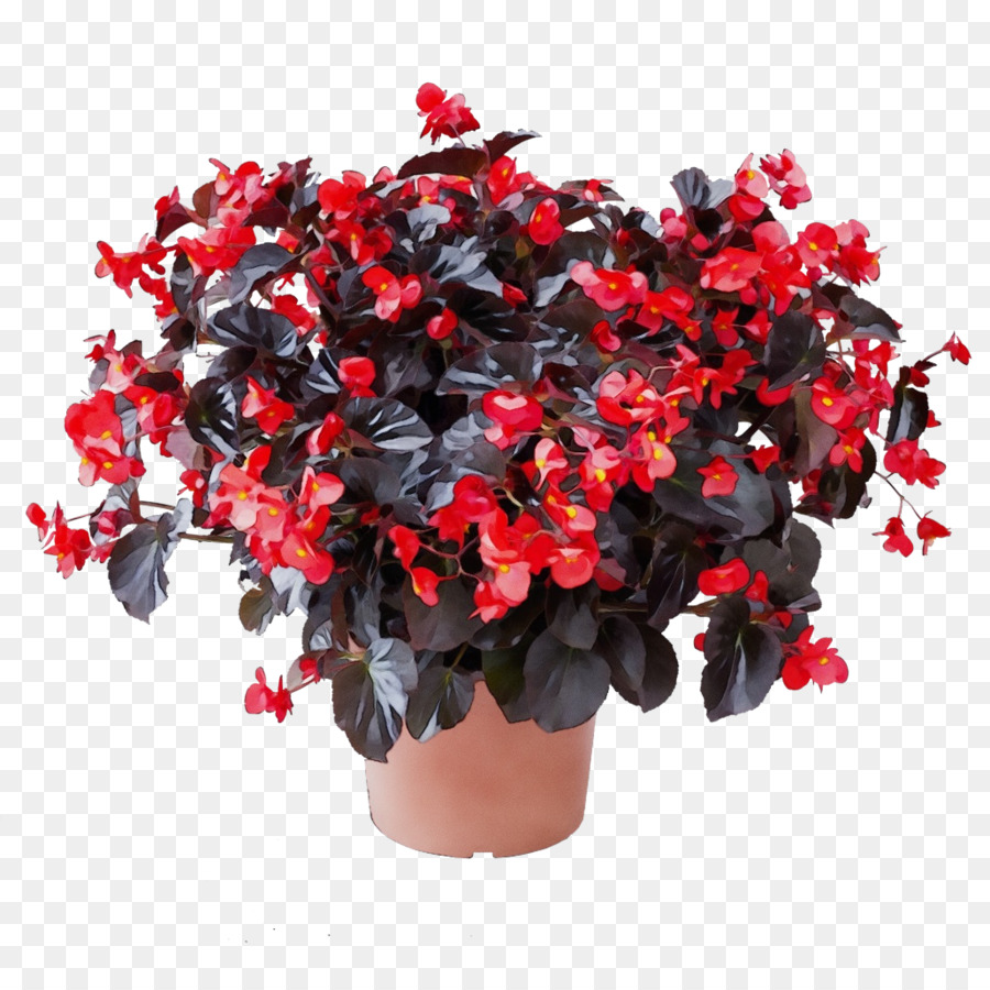 Flor，La Floración De La Planta PNG