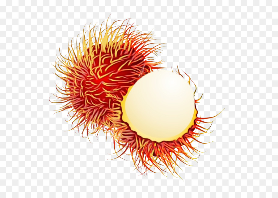 Rambután，Naranja PNG