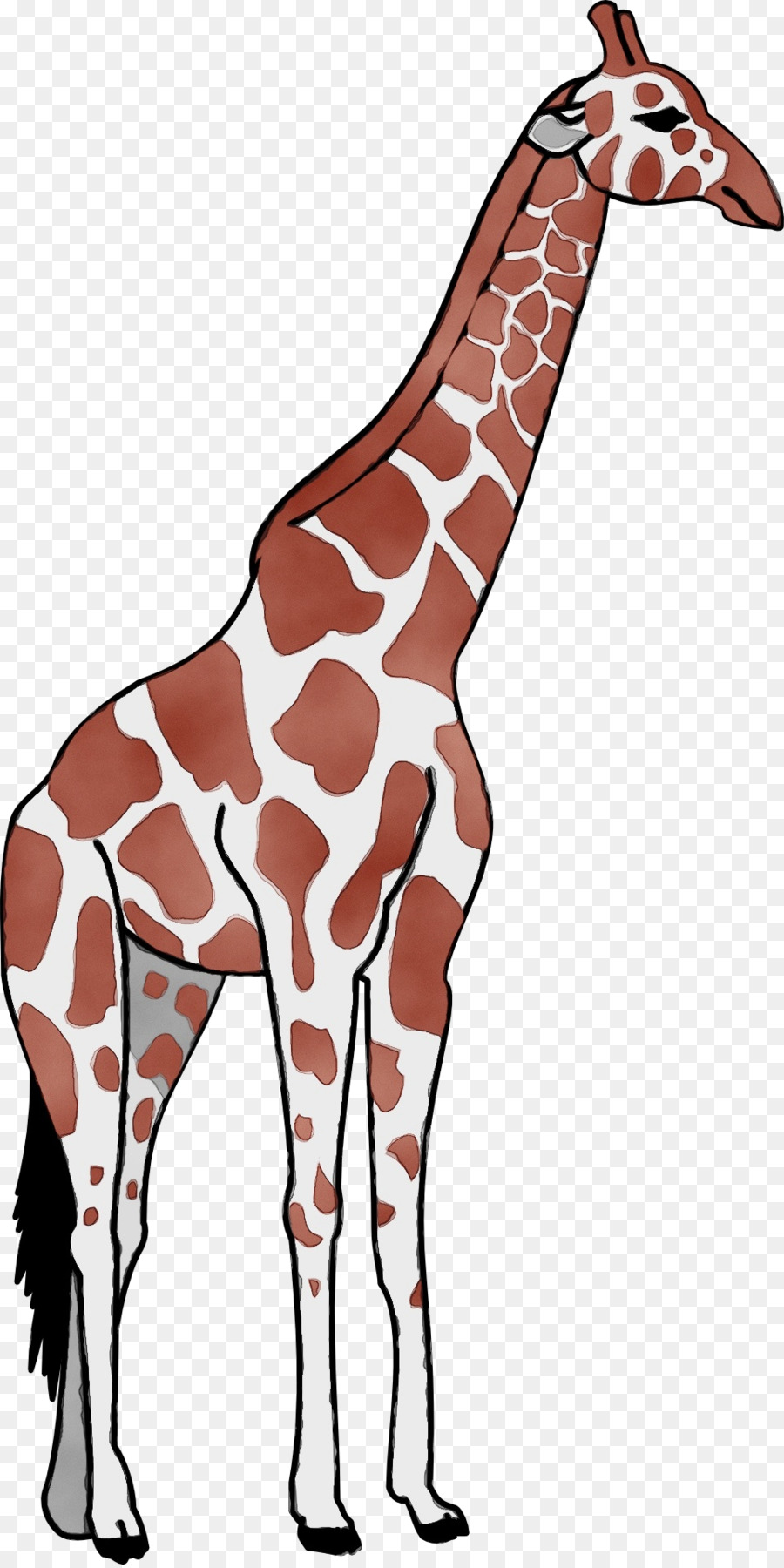 Jirafa，Giraffidae PNG