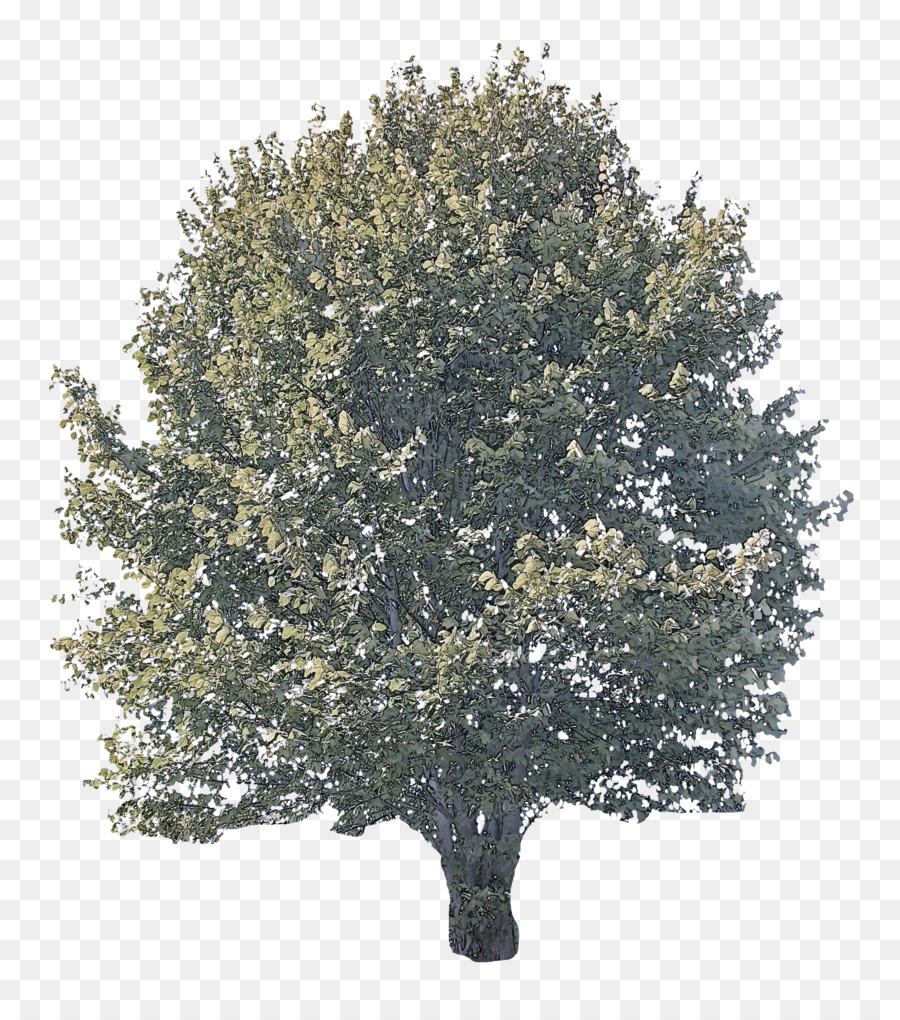 árbol，Planta PNG