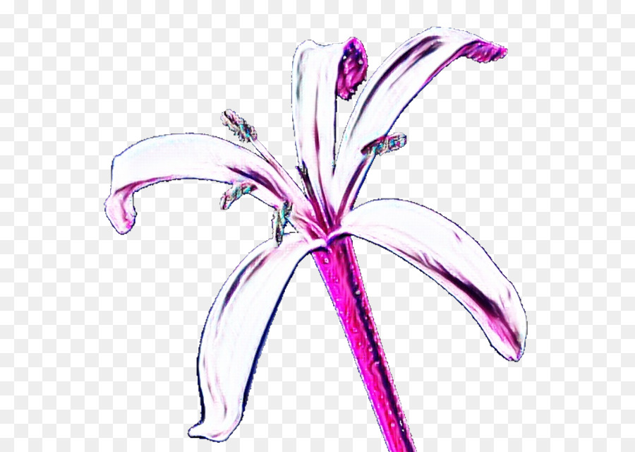 Flor，Planta PNG