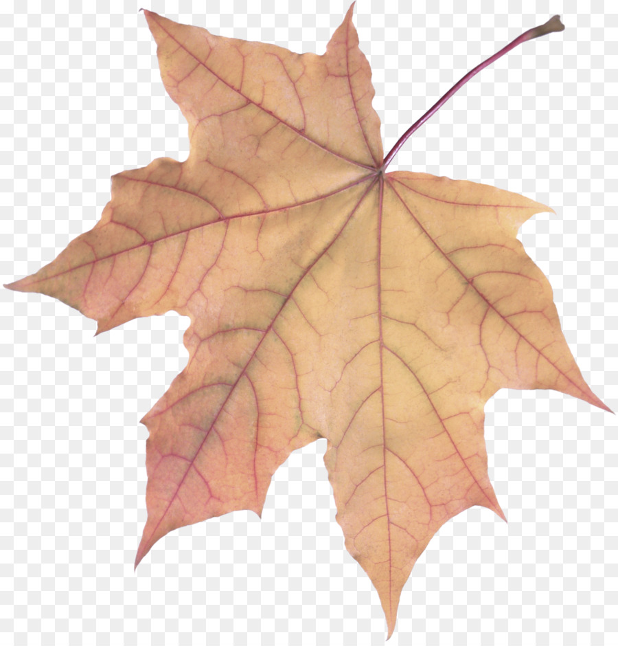 Hoja，árbol PNG