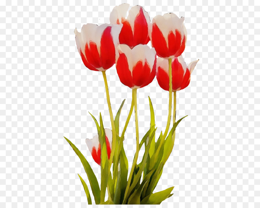 Flor，Tulip PNG