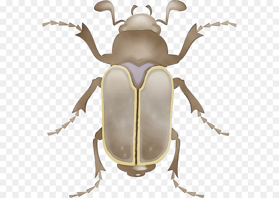 Los Insectos，Los Escarabajos Ciervo PNG