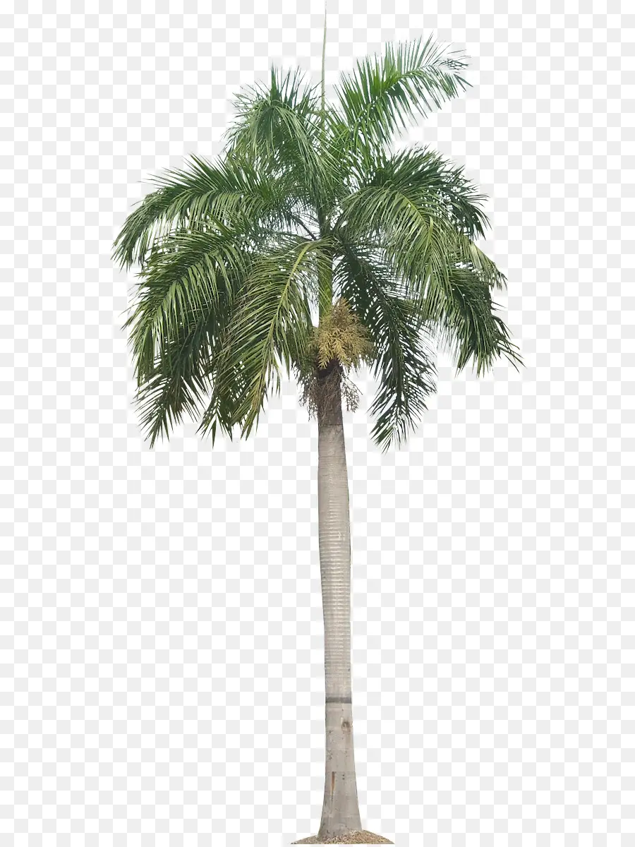 árbol，Planta PNG