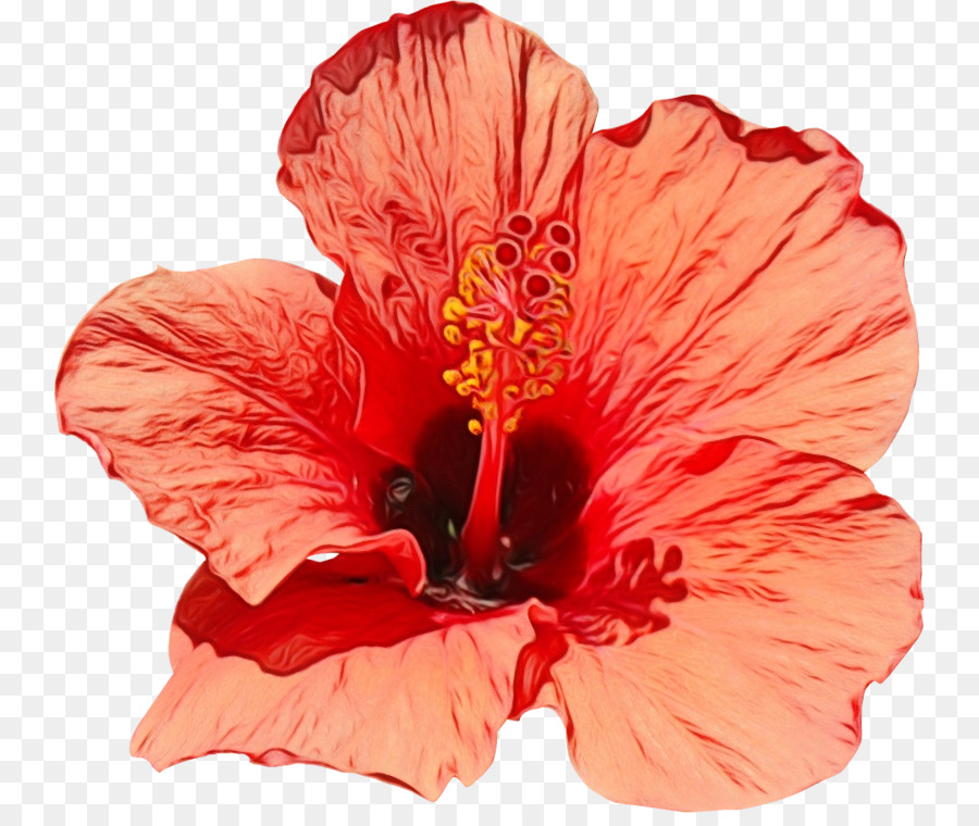 Flor，Hibisco PNG