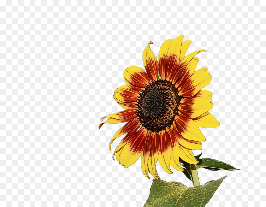 Flor，Girasol PNG