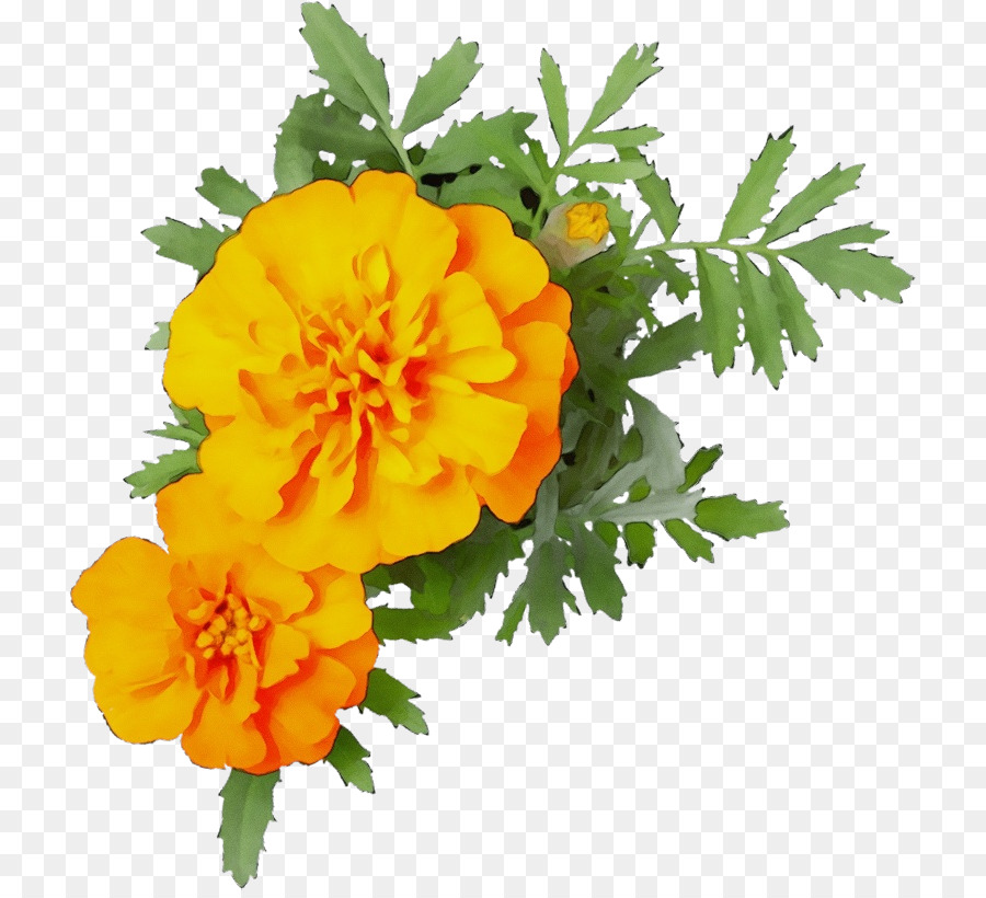 Flores Amarillas，Ramo PNG